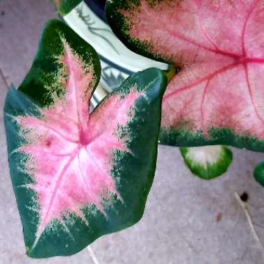 Caladium 'Fancy Kathleen'