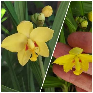 Spathoglottis Orchid 'Lemon Kiss'