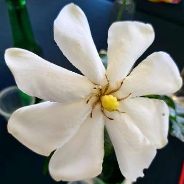 Gardenia Thunbergia