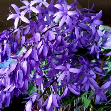 Petrea volubilis