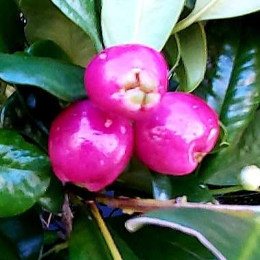 Syzygium oleosum