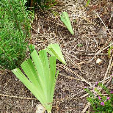 Iris Hookeriana