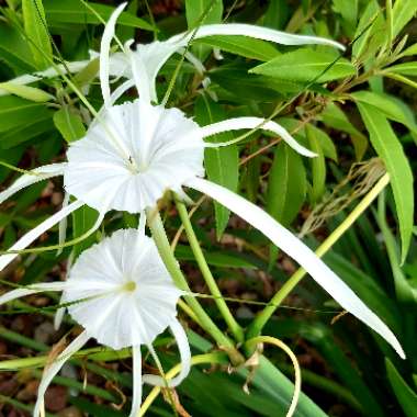 Hymenocallis littoralis