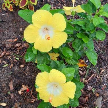 Hibiscus rosa-sinensis 'Bonaire Wind'