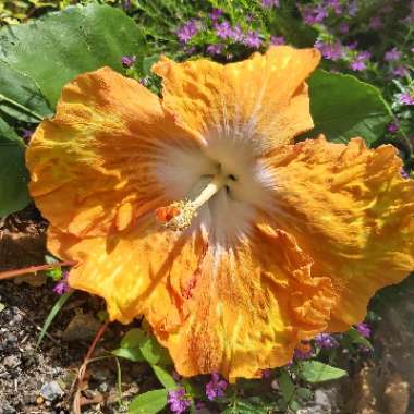 Hibiscus rosa-sinensis 'Moonraker'