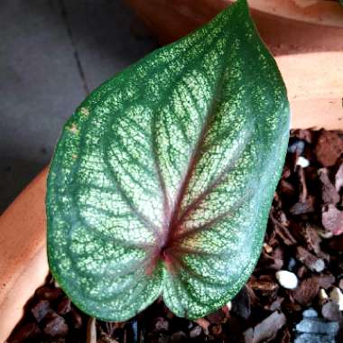 Caladium