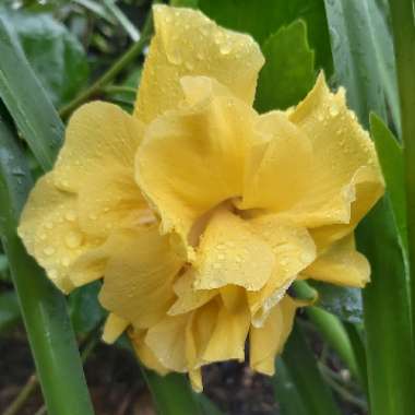 Hibiscus 'Butterball'