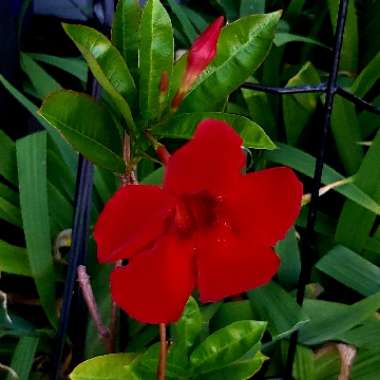 Mandevilla sanderi 'Firestorm'