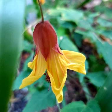 Abutilon 'Kentish Belle'