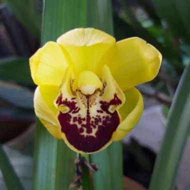 Cymbidium Tropical 'The Brightest'