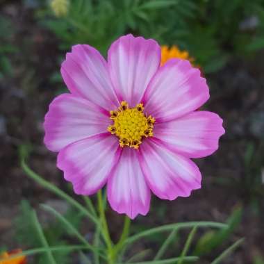 Cosmos Bipinnatus 'Peppermint Rock'