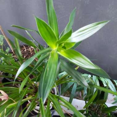 Dracaena reflexa syn. pleomele reflexa