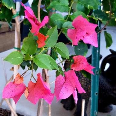 Bougainvillea Red Dragon™ 'Summer'