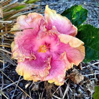 Hibiscus rosa-sinensis 'Cecelia Wyatt'