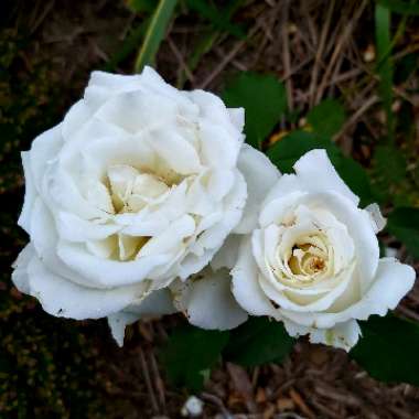 Rosa 'Pope John Paul II'