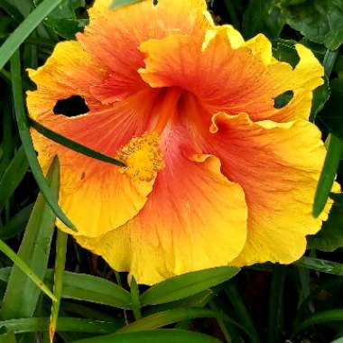 Hibiscus rosa-sinensis 'Bali Sunset'