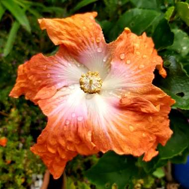 Hibiscus rosa-sinensis 'Moonraker'