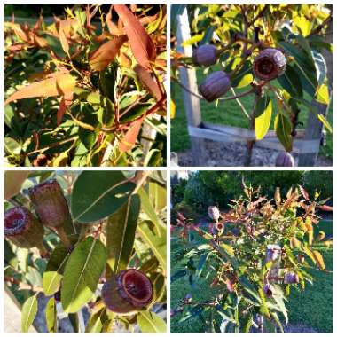 Corymbia Ficifolia 'Snowflake'