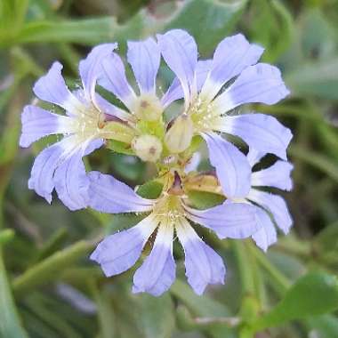 Scaevola calendulacea