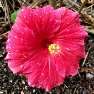 Hibiscus 'Ruby Red'