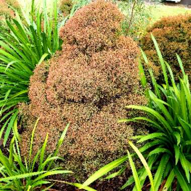 Melaleuca linariifolia 'Claret Tops'