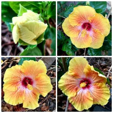 Hibiscus rosa-sinensis 'Georgia's Pearl'