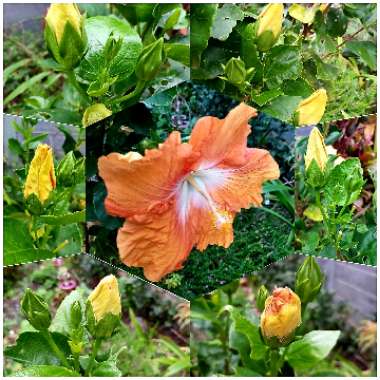 Hibiscus rosa-sinensis 'Moonraker'