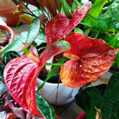 Anthurium (Andraeanum Group)  syn. Anthurium andraeanum