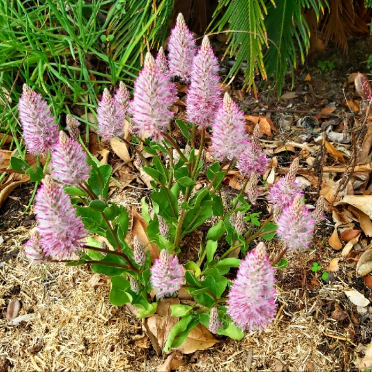 Plant image Ptilotus nobilis syn. Pytilotus exaltatus