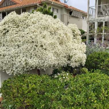 Euphorbia 'Stardust White Sparkle'