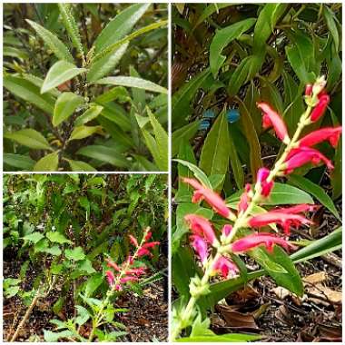 Salvia elegans 'Pineapple Sage'