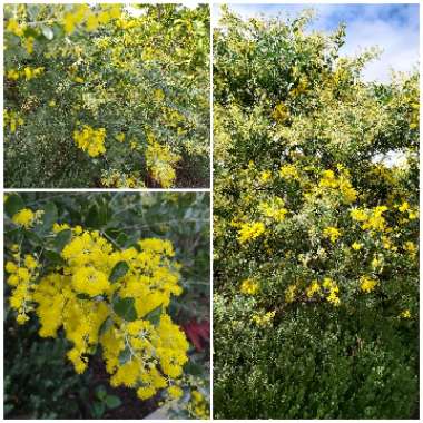 Acacia pycnantha