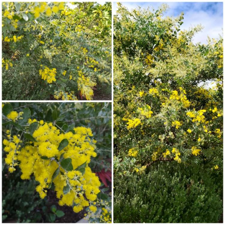 Plant image Acacia pycnantha