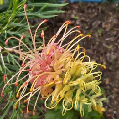 Grevillea 'Peaches and Cream'