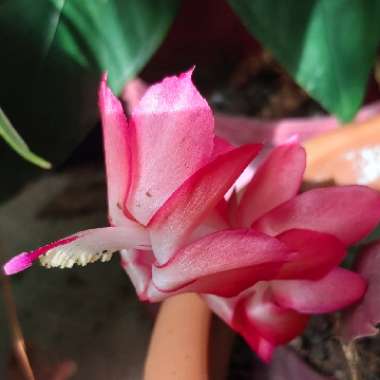 Schlumbergera Vinho