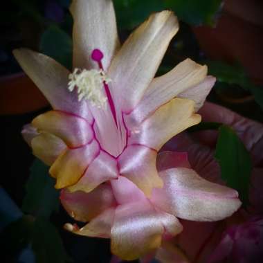 Schlumbergera truncata Gold Charm