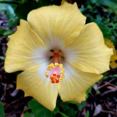 Hibiscus rosa-sinensis 'Bonaire Wind'