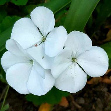 Pelargonium 'Horizon Pure White' (Horizon Series)