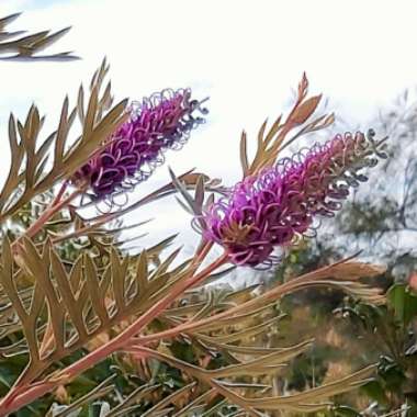 Grevillea 'Dorothy Gordon'