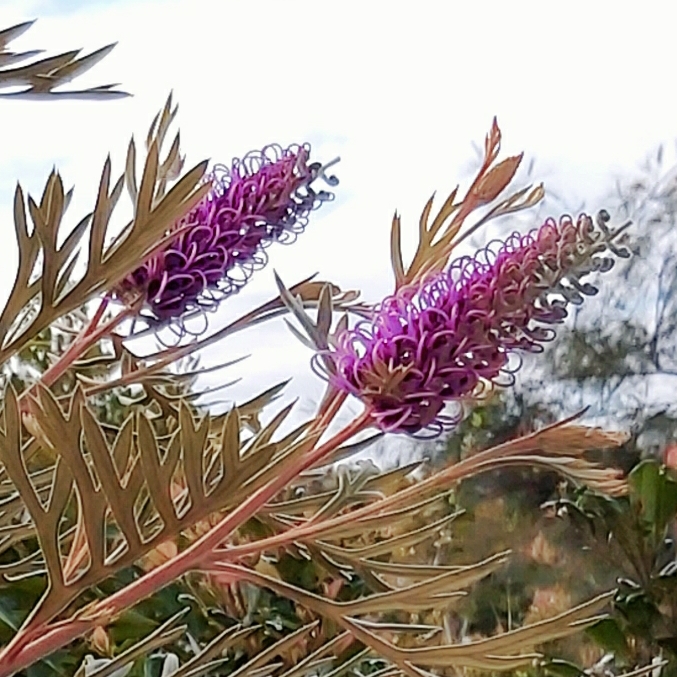 Plant image Grevillea 'Dorothy Gordon'