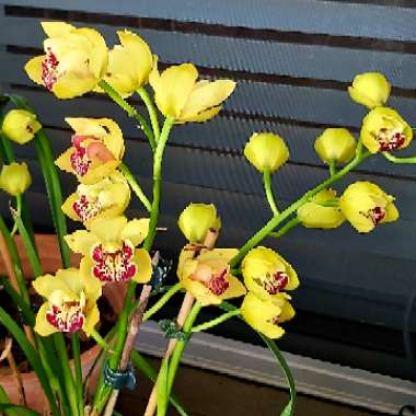 Cymbidium Tropical 'The Brightest'