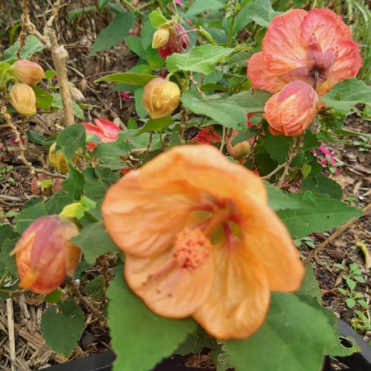 Plant image Abutilon 'Bella Red'