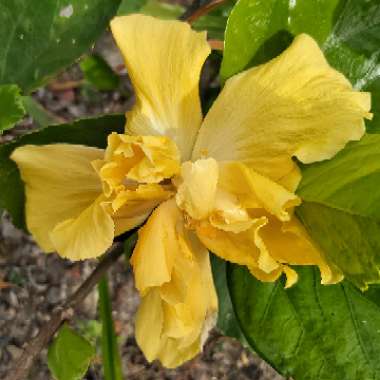 Hibiscus 'Butterball'