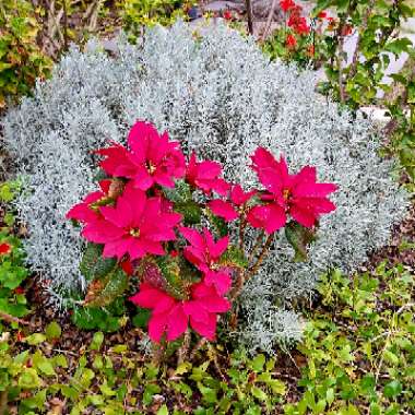 Euphorbia pulcherrima