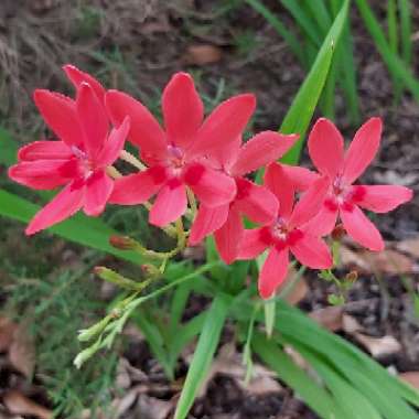 Freesia laxa syn. Anomatheca laxa, Anomatheca cruenta, Lapeirouisa cruenta, Lapeirousia laxa