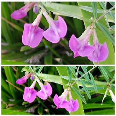 Vicia sativa syn. Vicia bacla ; Vicia communis ; Vicia glabra ; Vicia nemoralis