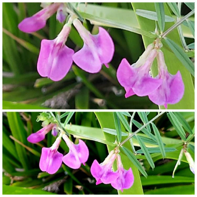 Plant image Vicia sativa syn. Vicia bacla ; Vicia communis ; Vicia glabra ; Vicia nemoralis