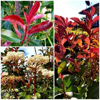 Photinia x fraseri 'Red Robin'