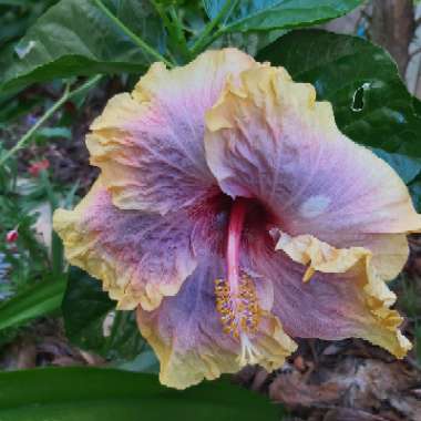 Hibiscus Rosa-sinensis 'Robyn Jean'