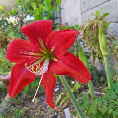 Hippeastrum (Galaxy Group) 'Minerva'